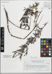 Foto von Salix repens L.